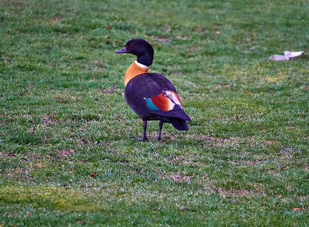 棕胸麻鸭（Tadorna tadornoides）