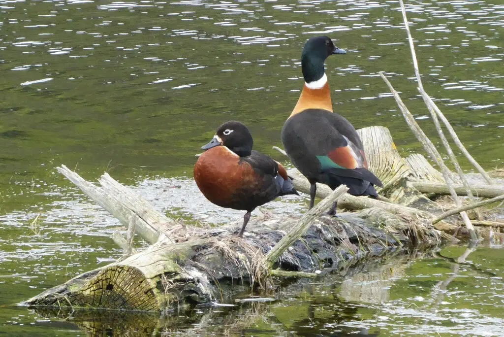 棕胸麻鸭（Tadorna tadornoides）