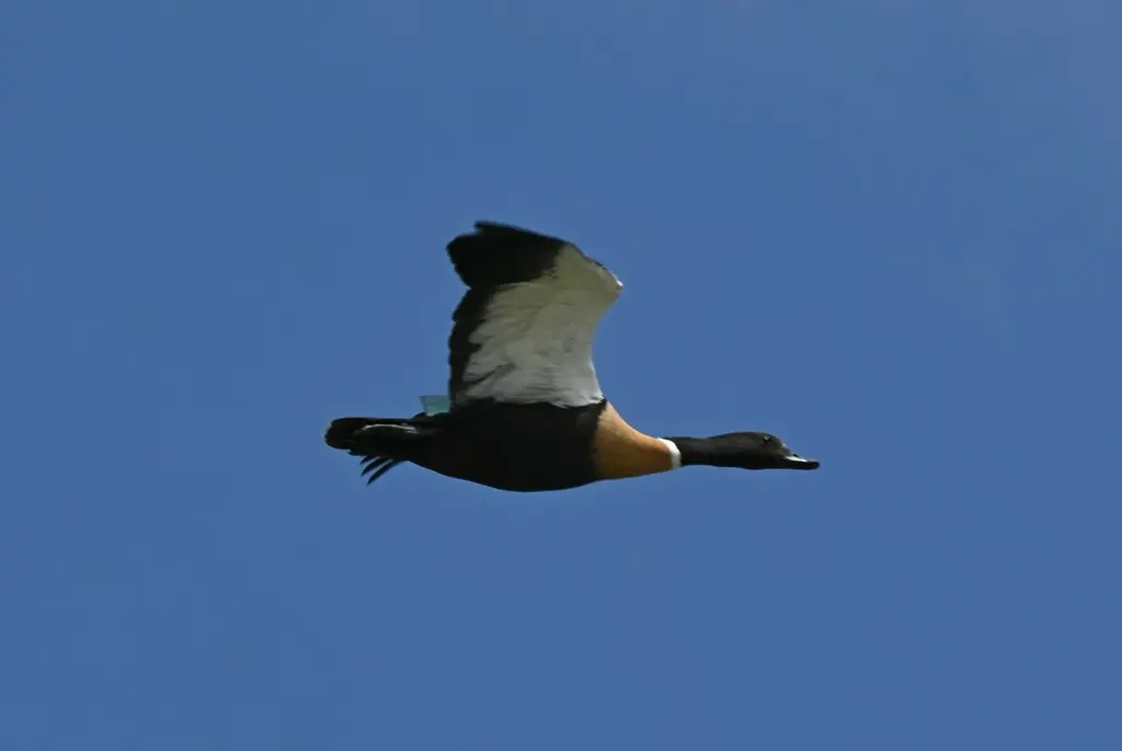 棕胸麻鸭（Tadorna tadornoides）
