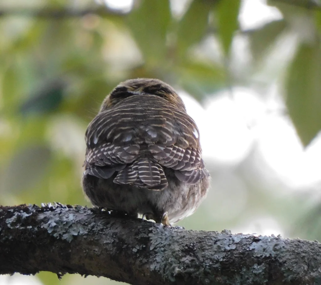 领鸺鹠(Taenioptynx brodiei)