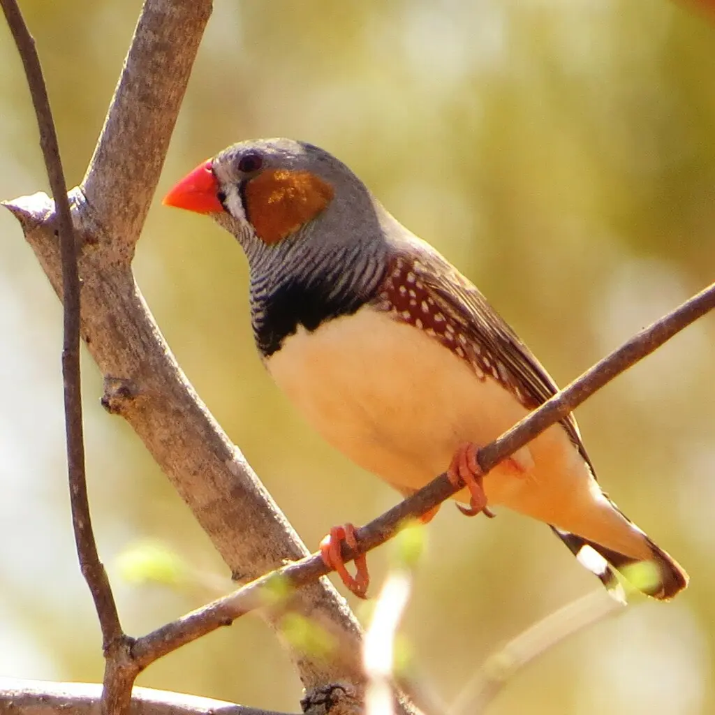 巽他斑胸草雀（Taeniopygia guttata）