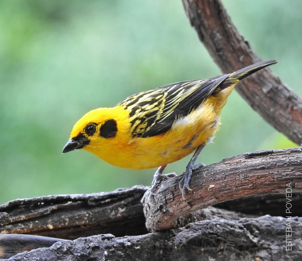 金靓唐纳雀(Tangara arthus)