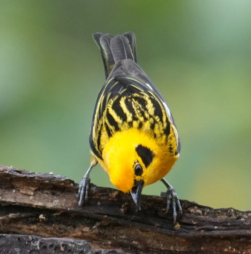 金靓唐纳雀(Tangara arthus)