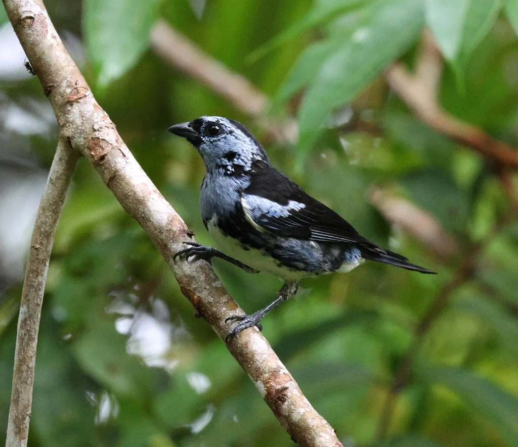 白腹靓唐纳雀(Tangara brasiliensis)