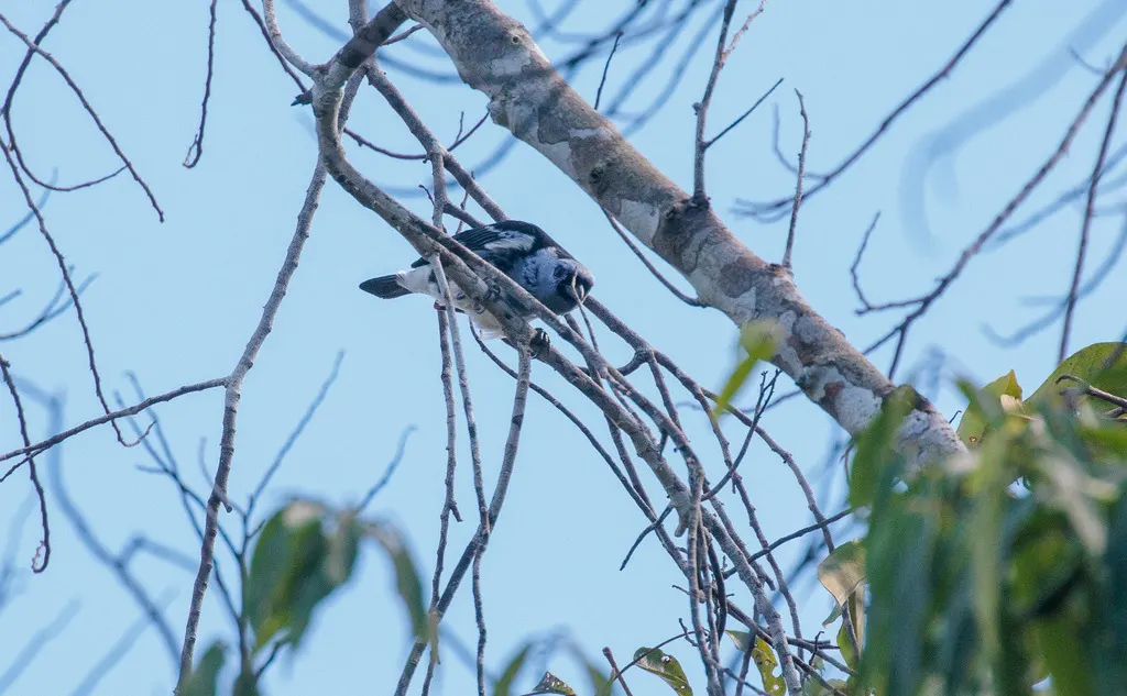 白腹靓唐纳雀(Tangara brasiliensis)