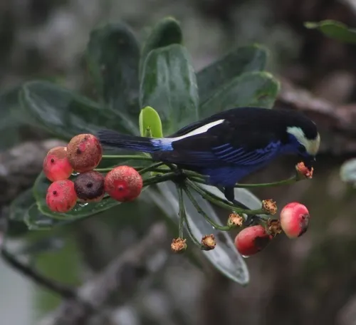 白冠靓唐纳雀(Tangara callophrys)