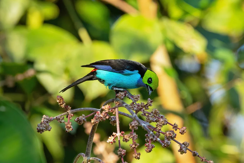 仙靓唐纳雀(Tangara chilensis)