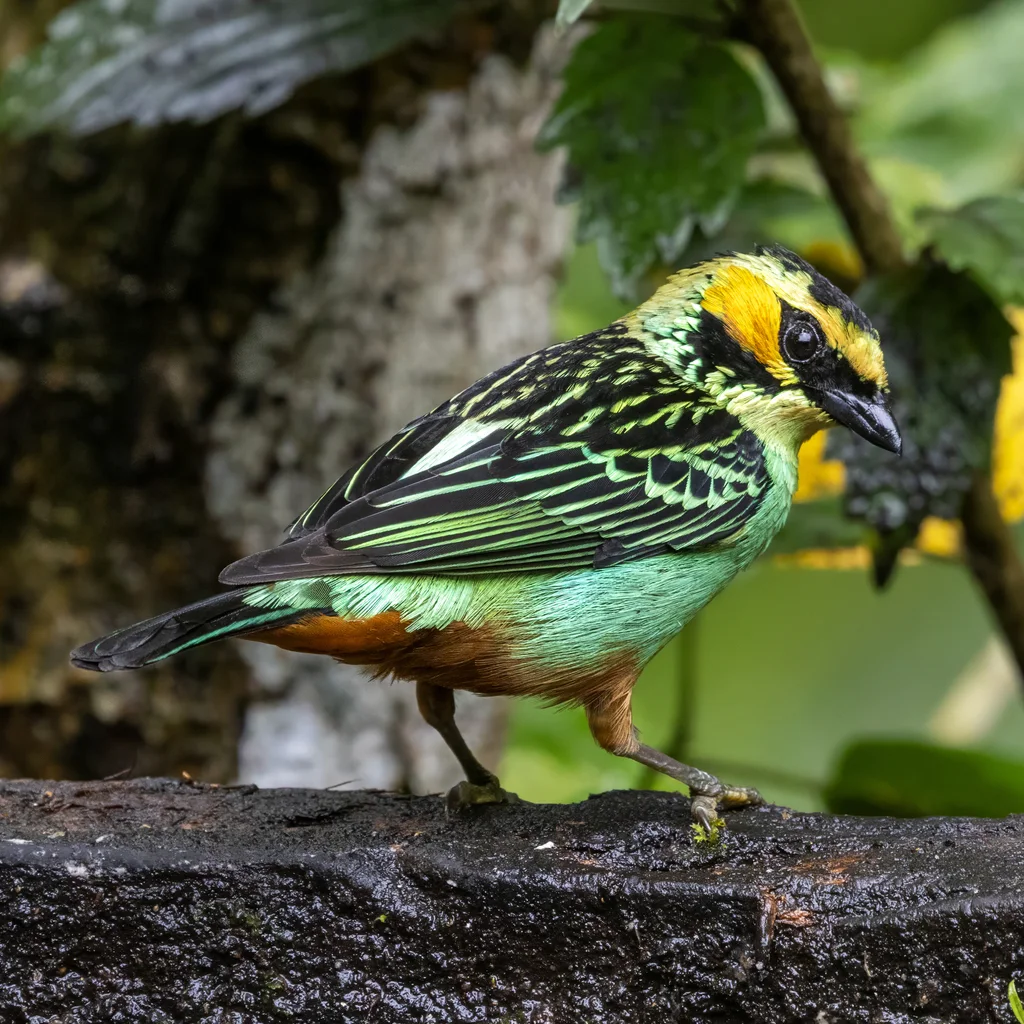 金耳靓唐纳雀(Tangara chrysotis)