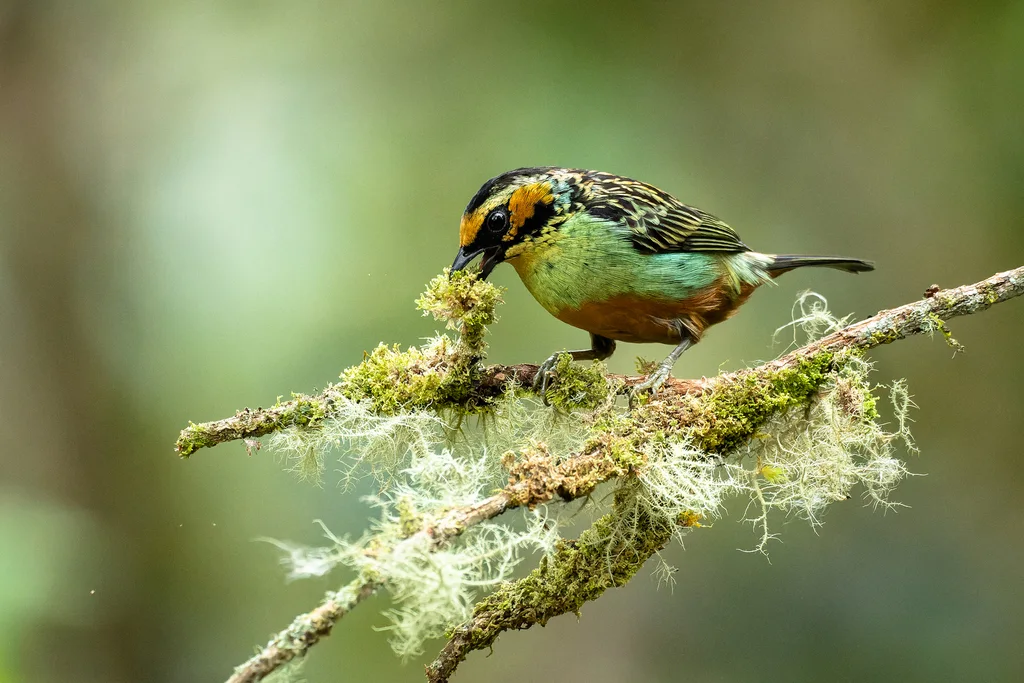 金耳靓唐纳雀(Tangara chrysotis)