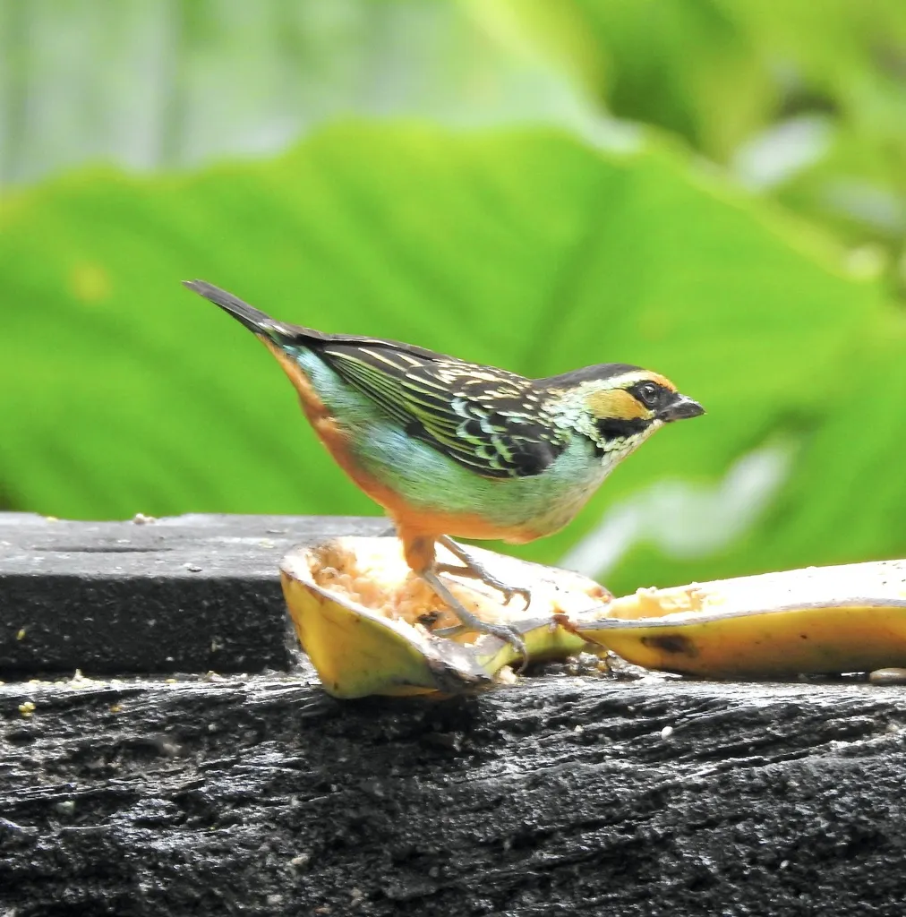 金耳靓唐纳雀(Tangara chrysotis)