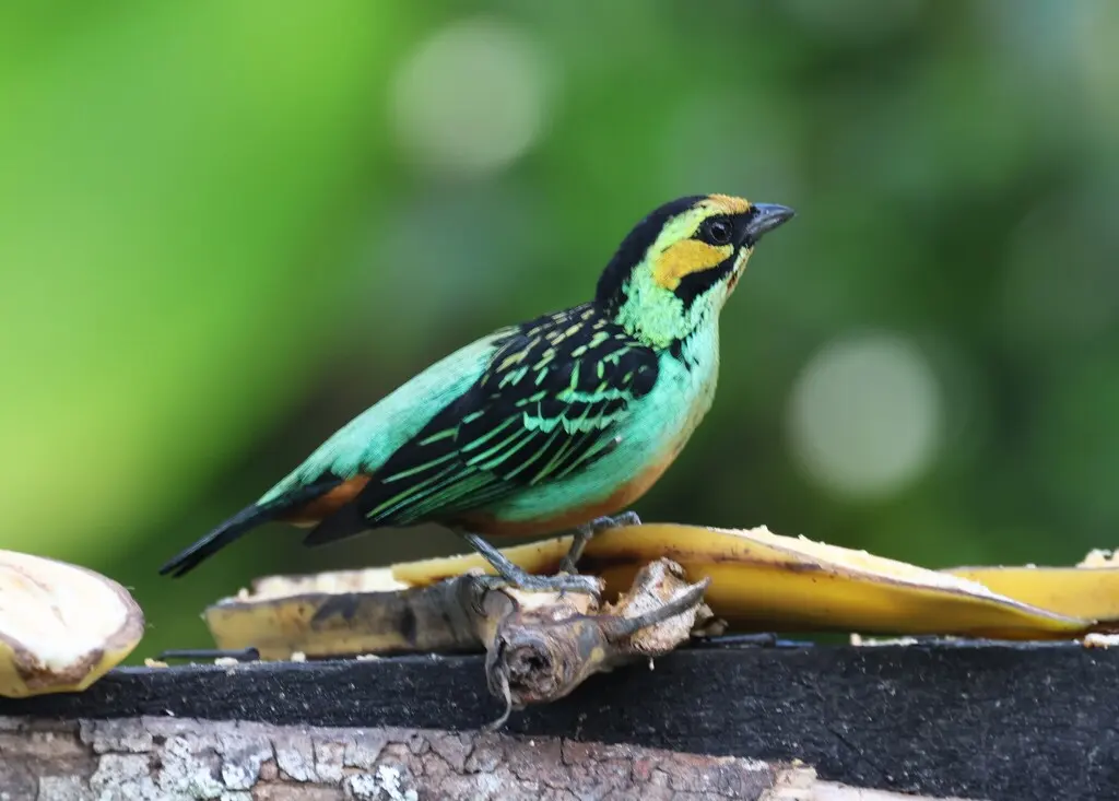 金耳靓唐纳雀(Tangara chrysotis)