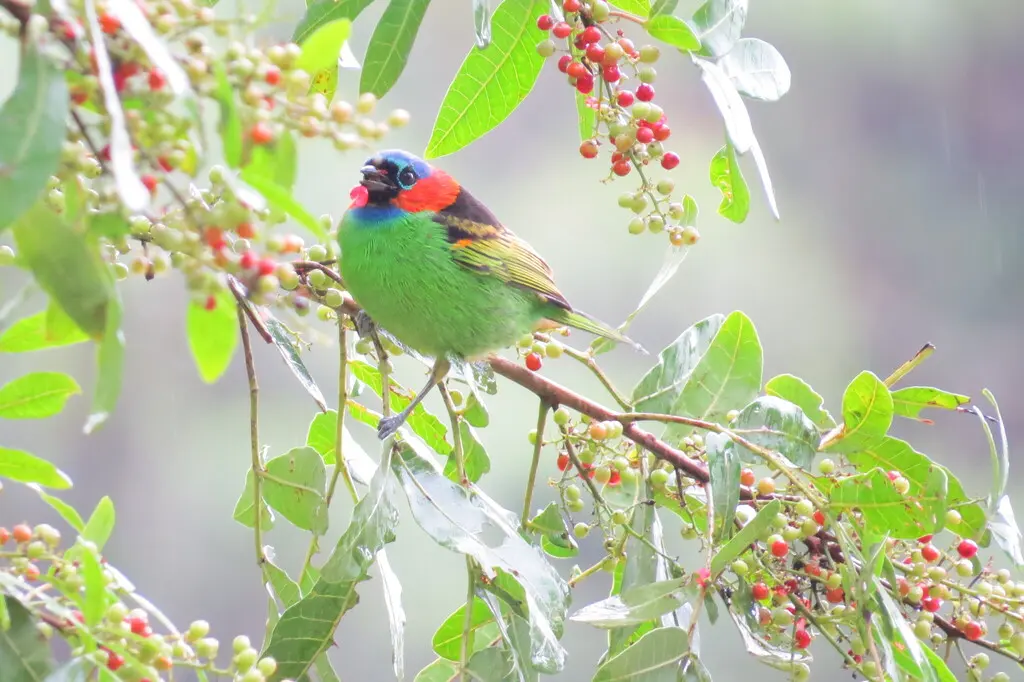 红颈靓唐纳雀(Tangara cyanocephala)