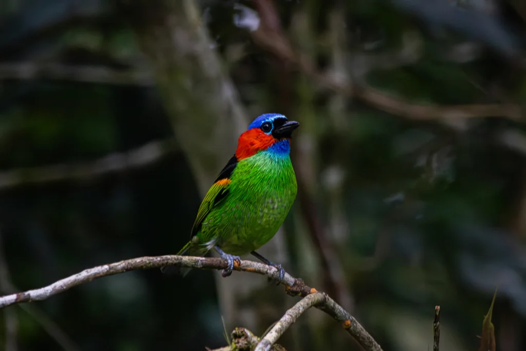 红颈靓唐纳雀(Tangara cyanocephala)