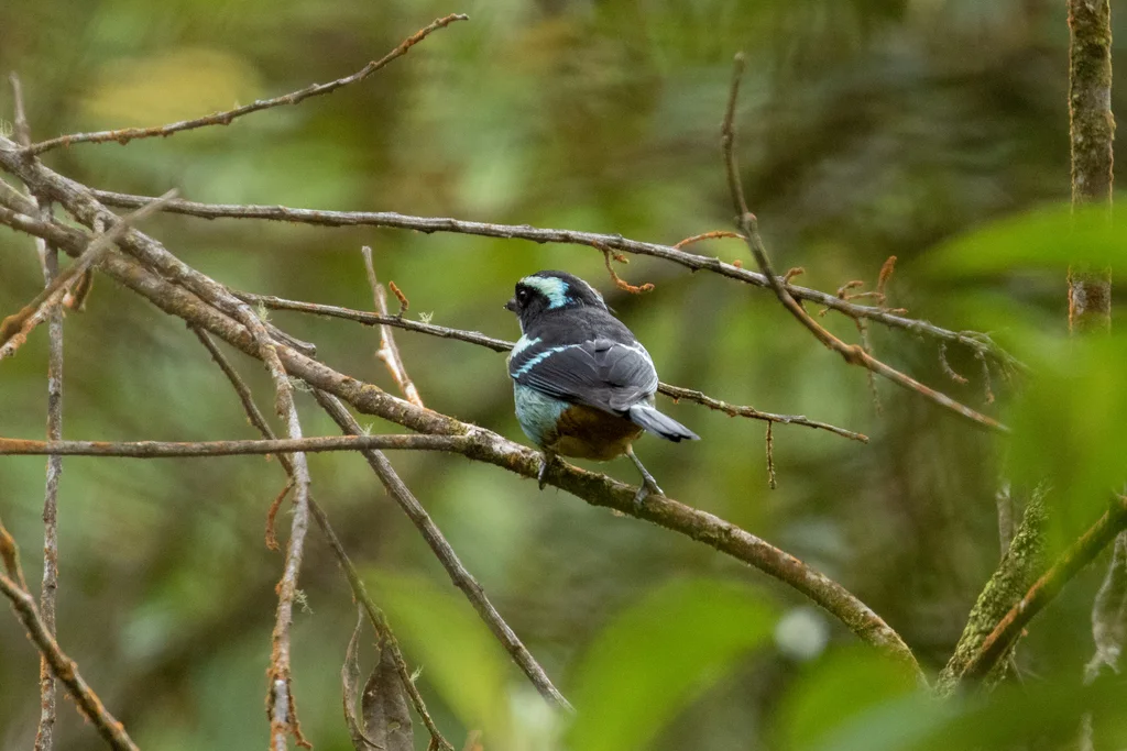 蓝眉靓唐纳雀(Tangara cyanotis)