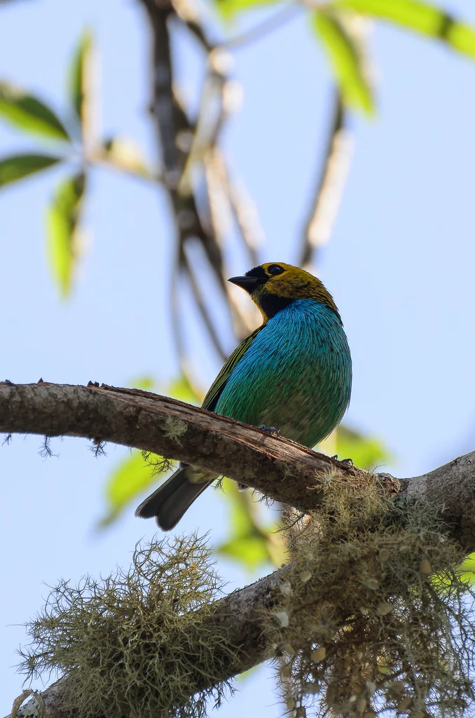 金边靓唐纳雀(Tangara cyanoventris)