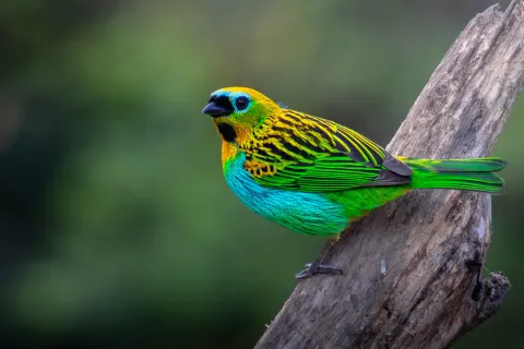 铜胸靓唐纳雀