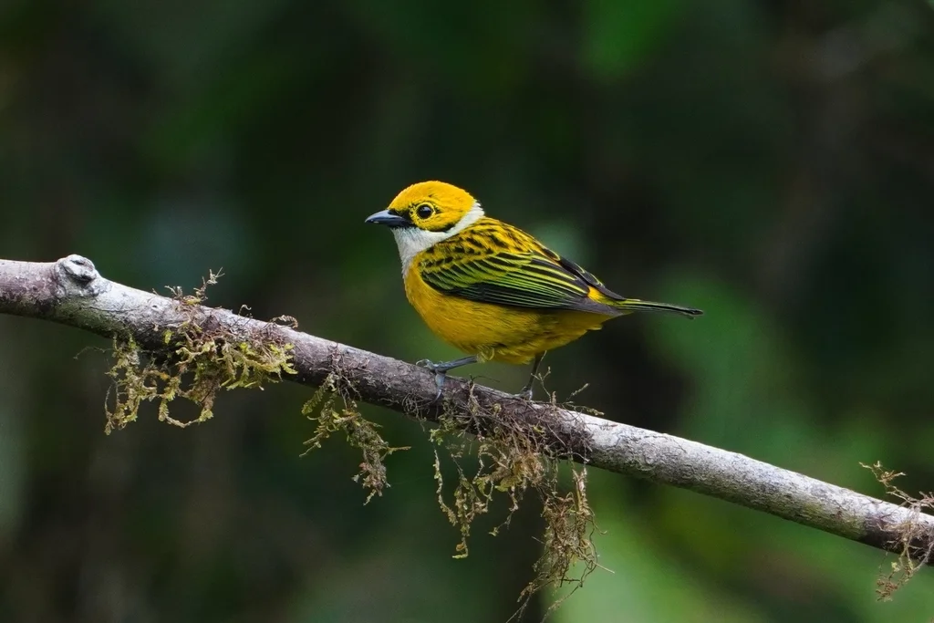 银喉靓唐纳雀(Tangara icterocephala)