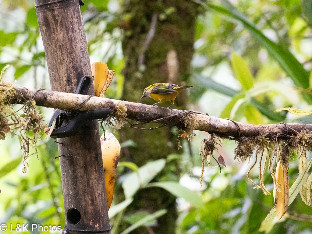银喉靓唐纳雀(Tangara icterocephala)