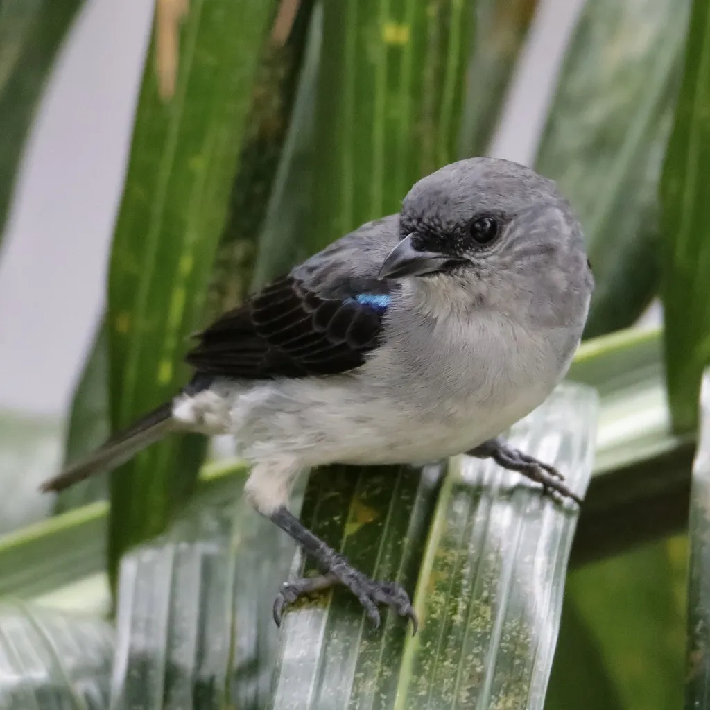 纯色靓唐纳雀(Tangara inornata)