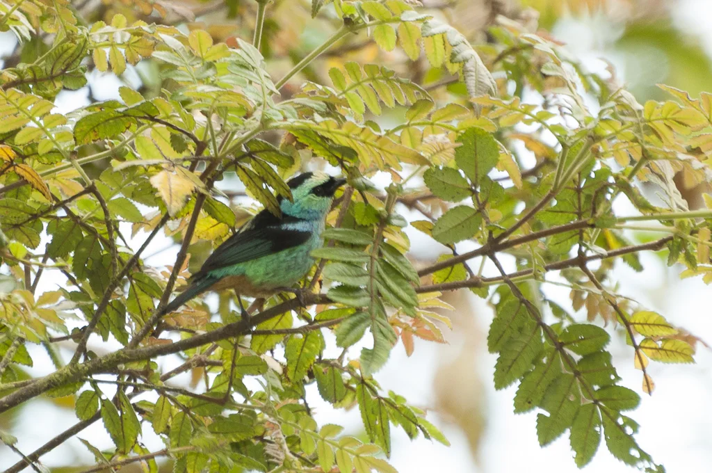 辉绿靓唐纳雀(Tangara labradorides)