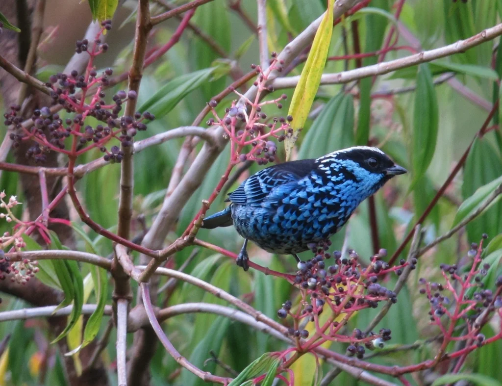 辉斑靓唐纳雀(Tangara nigroviridis)