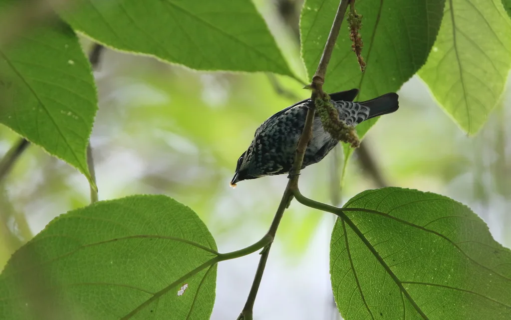 辉斑靓唐纳雀(Tangara nigroviridis)