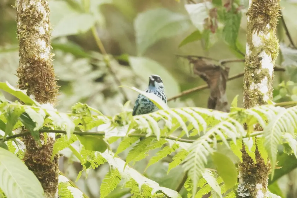 辉斑靓唐纳雀(Tangara nigroviridis)