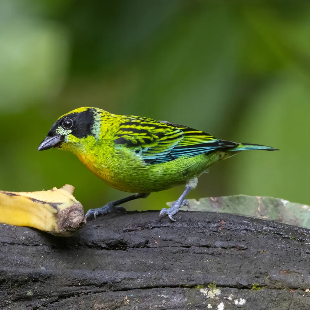 绿金靓唐纳雀(Tangara schrankii)
