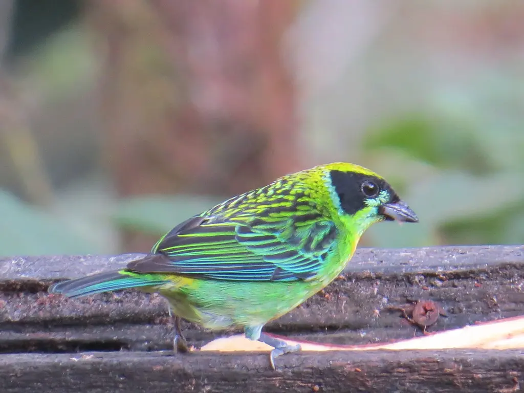 绿金靓唐纳雀(Tangara schrankii)