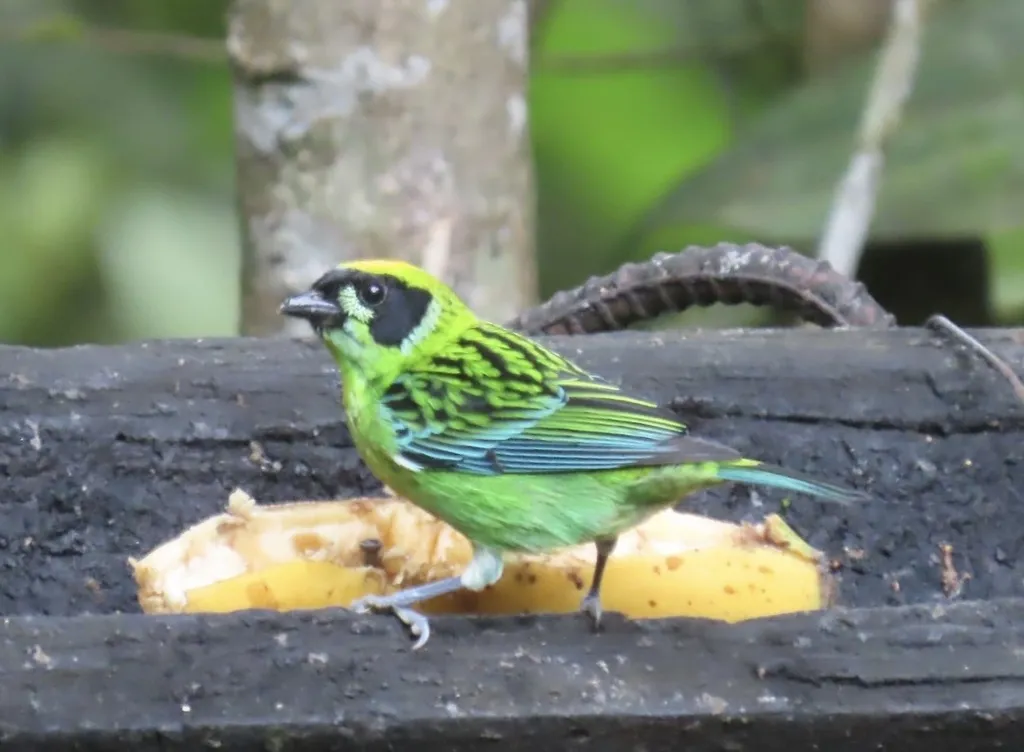 绿金靓唐纳雀(Tangara schrankii)