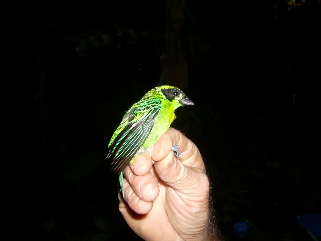 绿金靓唐纳雀(Tangara schrankii)