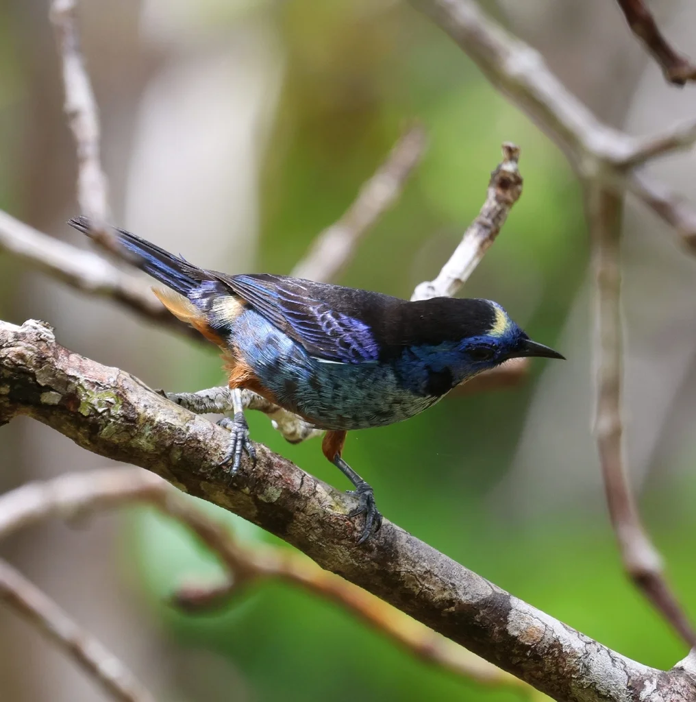 白腰靓唐纳雀(Tangara velia)