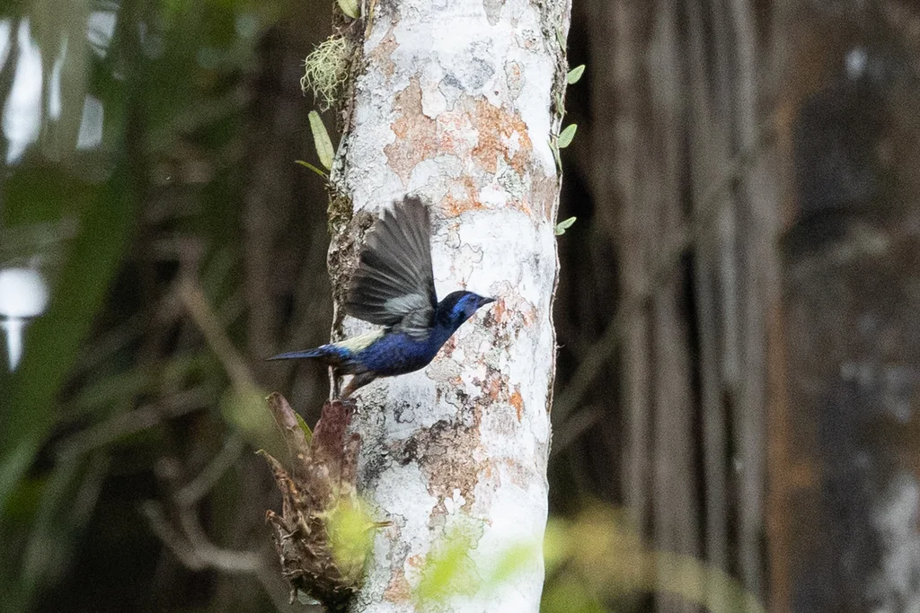 白腰靓唐纳雀(Tangara velia)