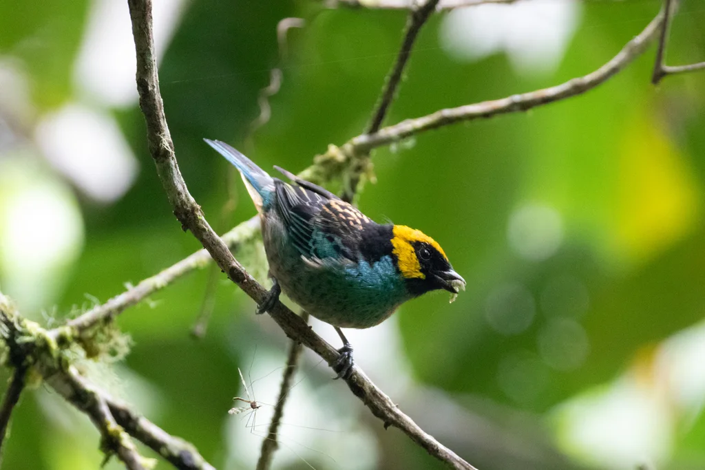 黄顶靓唐纳雀(Tangara xanthocephala)