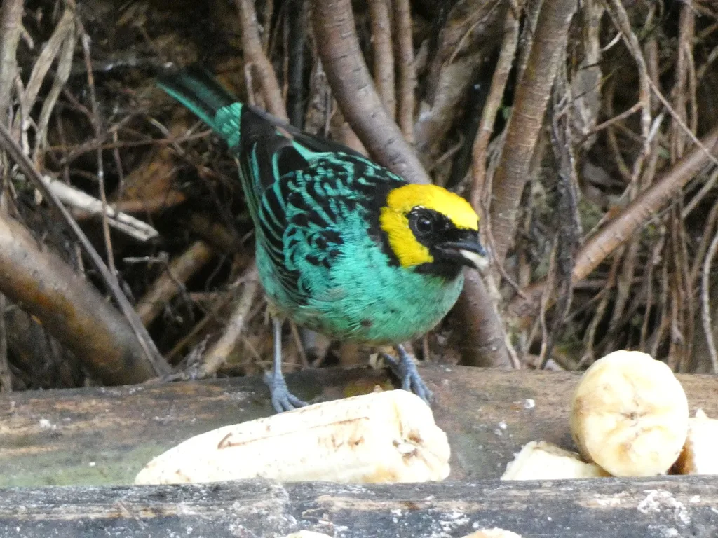 黄顶靓唐纳雀(Tangara xanthocephala)