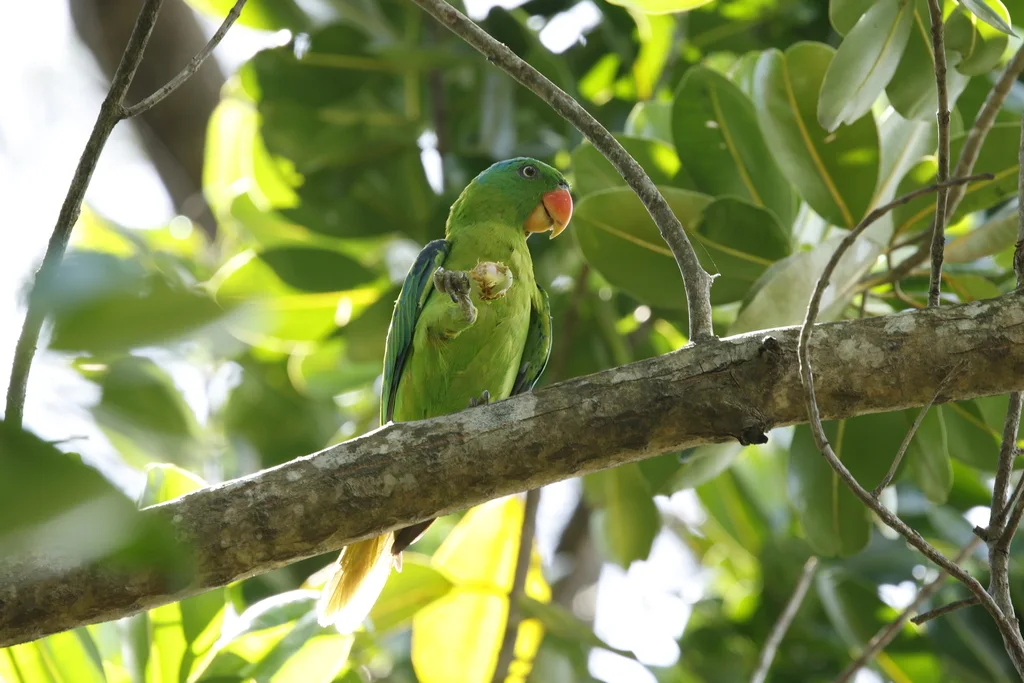 蓝颈鹦鹉(Tanygnathus lucionensis)