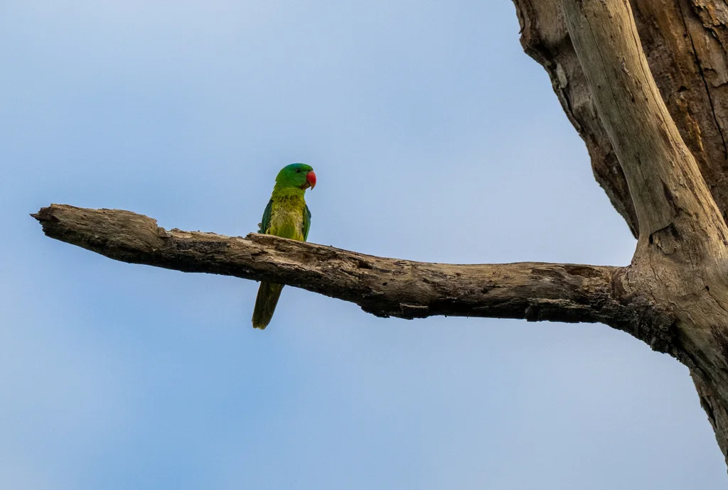 蓝颈鹦鹉(Tanygnathus lucionensis)