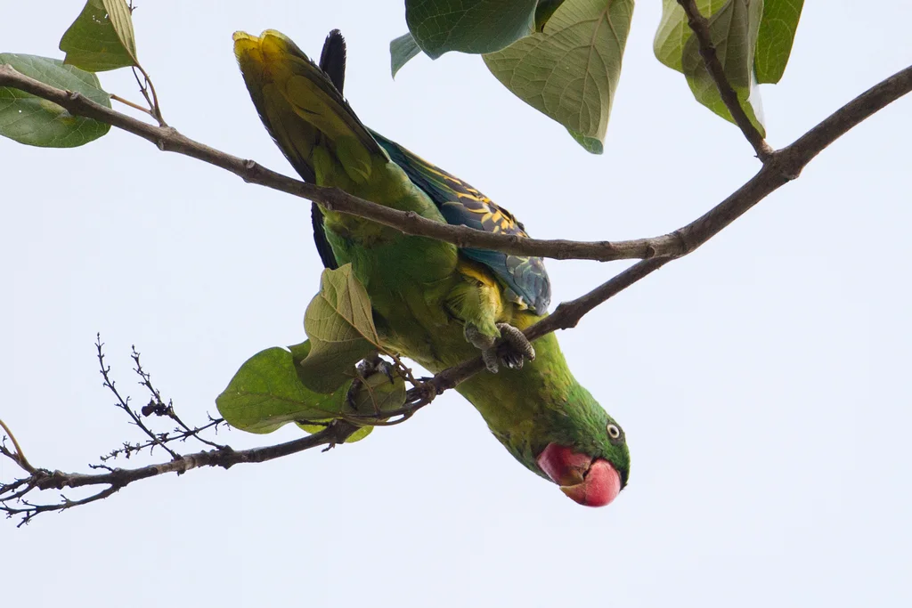 巨嘴鹦鹉(Tanygnathus megalorynchos)