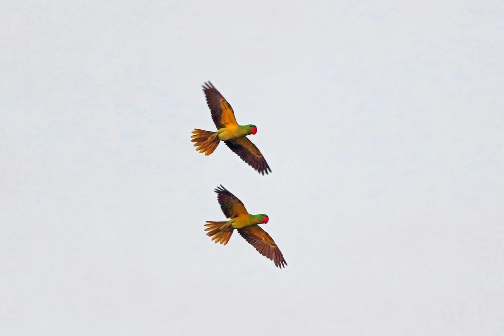 巨嘴鹦鹉(Tanygnathus megalorynchos)
