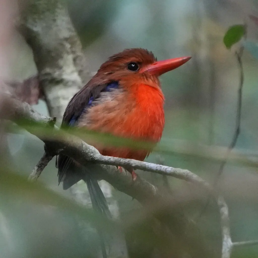 褐背仙翡翠(Tanysiptera danae)