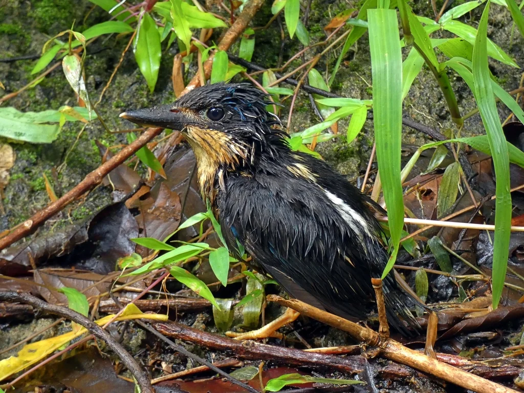 白尾仙翡翠(Tanysiptera sylvia)