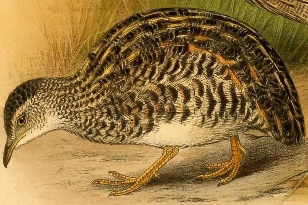 侏䳍(Taoniscus nanus)