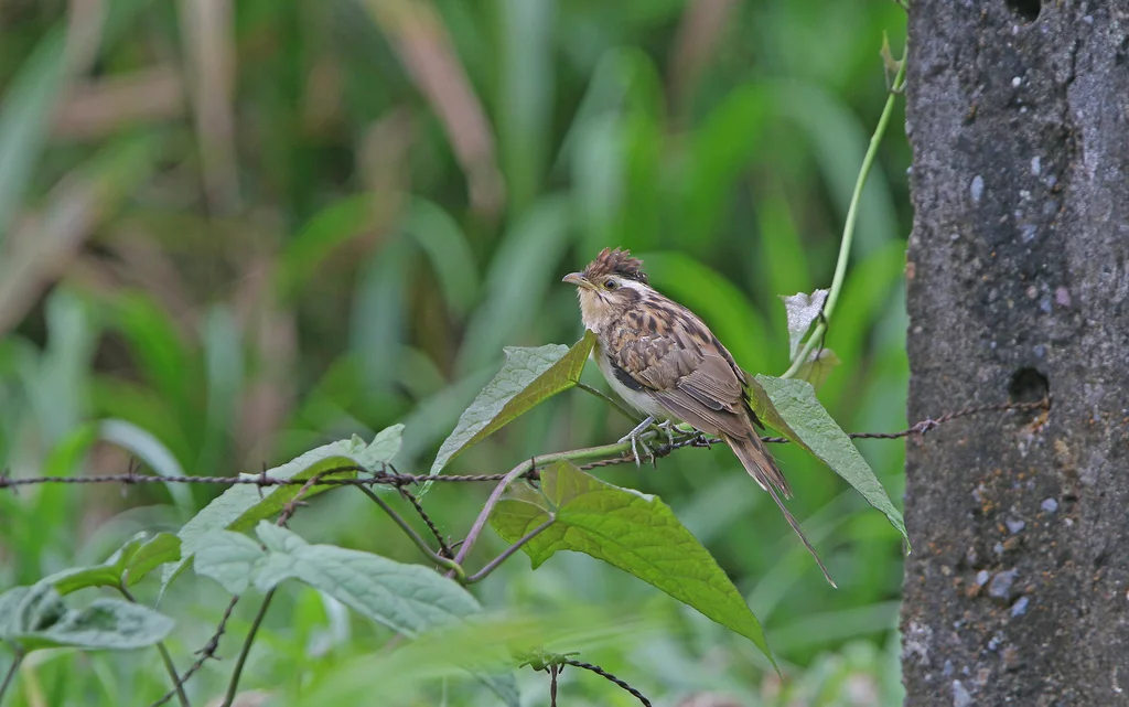 纵纹鹃(Tapera naevia)