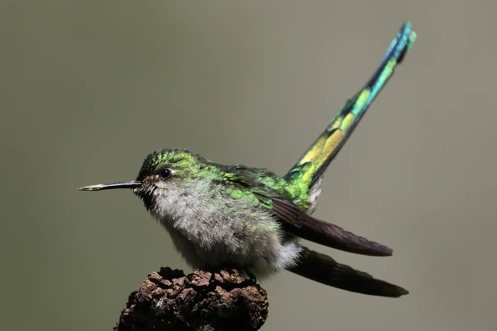 灰嘴彗星蜂鸟（Taphrolesbia griseiventris）