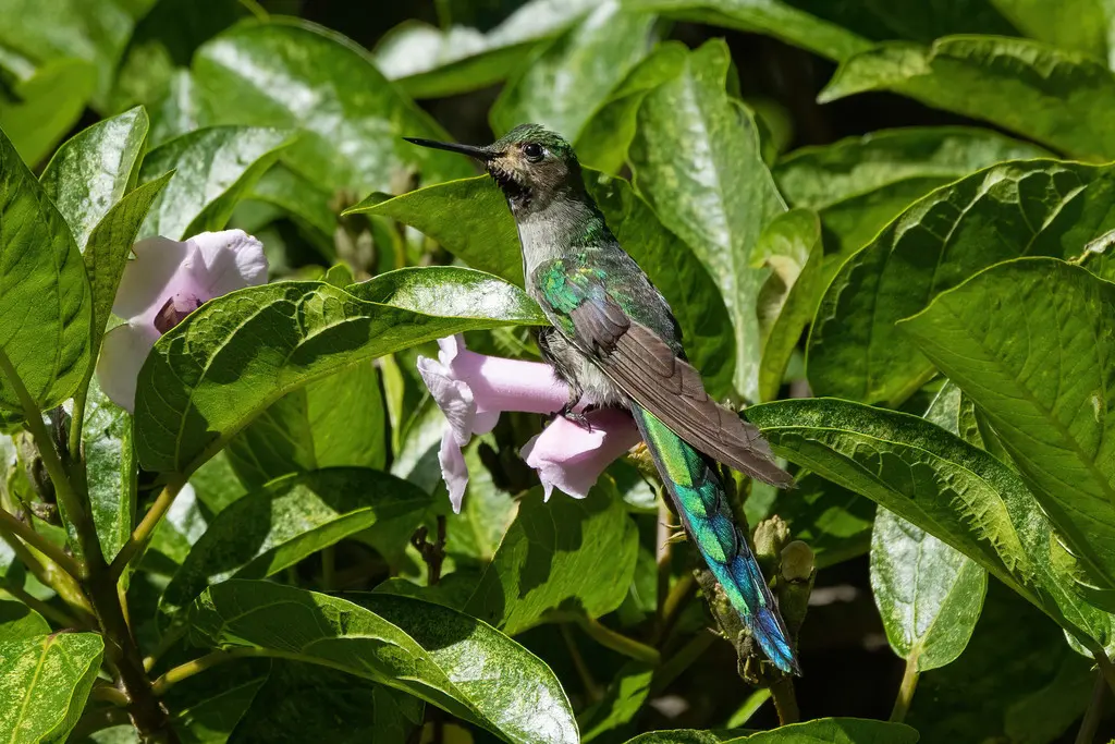灰嘴彗星蜂鸟（Taphrolesbia griseiventris）