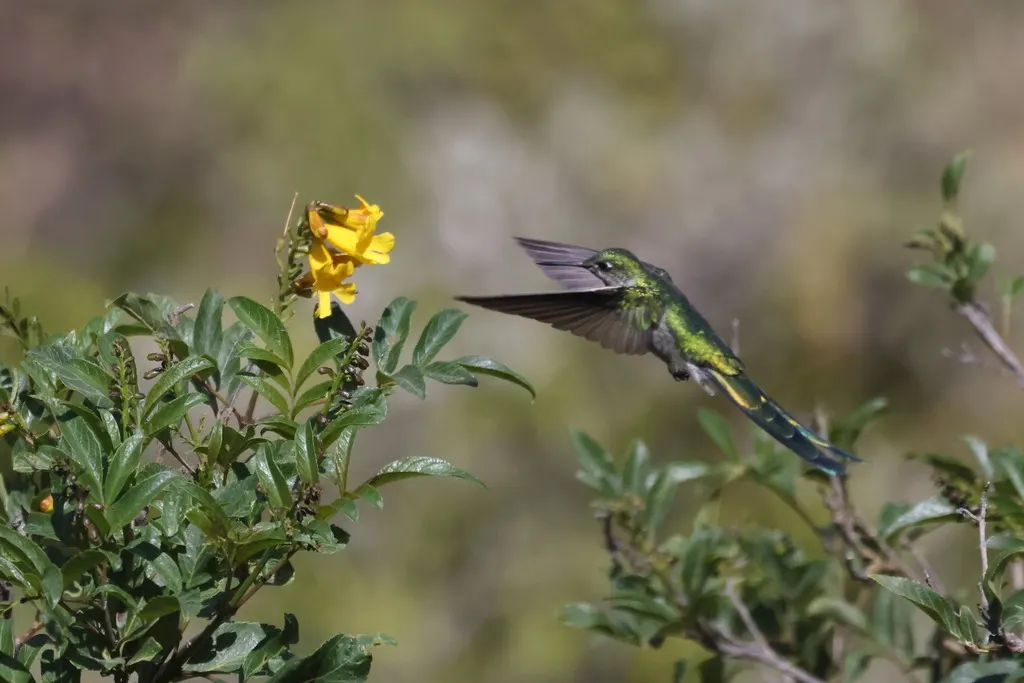 灰嘴彗星蜂鸟（Taphrolesbia griseiventris）