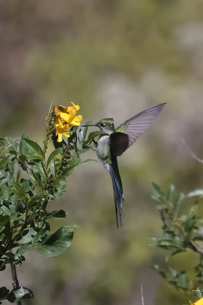 灰嘴彗星蜂鸟（Taphrolesbia griseiventris）