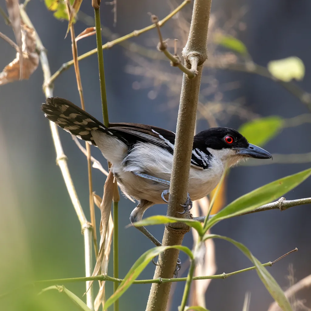 大蚁鵙(Taraba major)