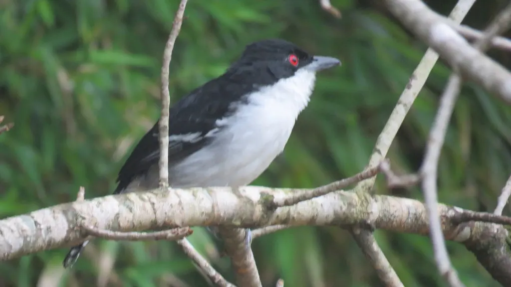 大蚁鵙(Taraba major)