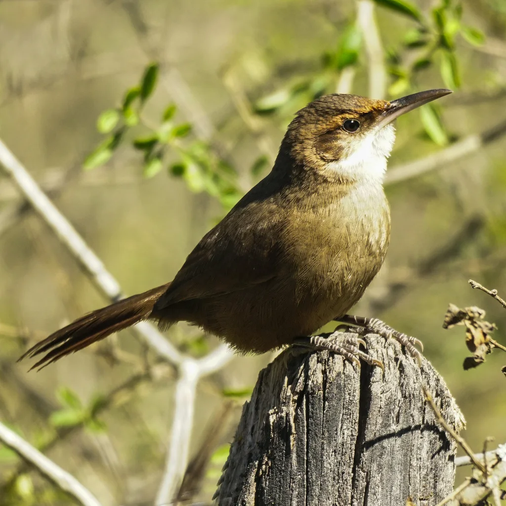 查科爬地雀(Tarphonomus certhioides)